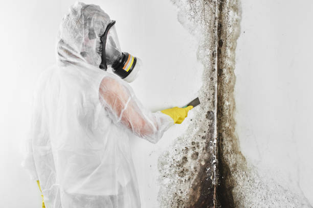 Trusted Congers, NY Mold Removal Experts