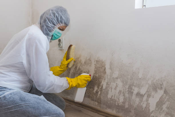 Best Crawl Space Mold Removal  in Congers, NY