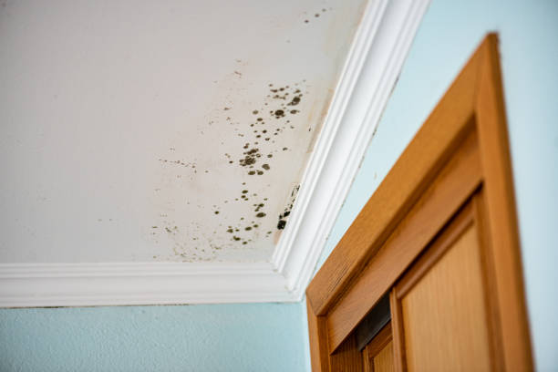 Best Mold Cleaning Services  in Congers, NY