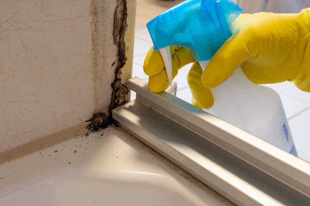 Best Certified Mold Removal  in Congers, NY