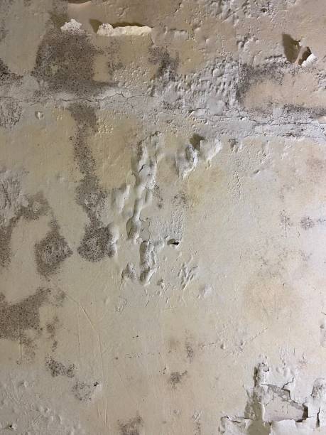Best Commercial Mold Removal  in Congers, NY
